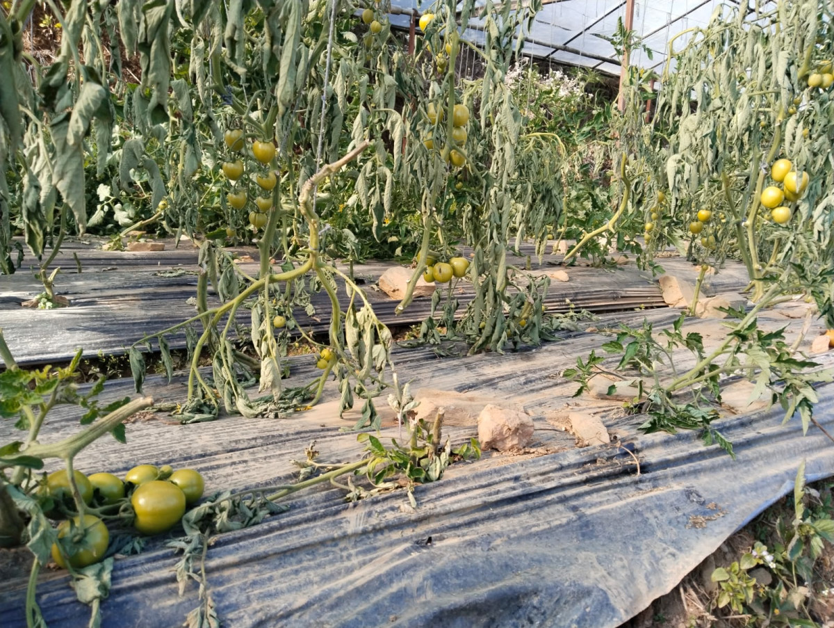 निकुञ्जको सनकले फाँडियो किसानको लहलहाउँदो ६ हजार बोट गोलभेँडा, निन्दनिय छ –किसान महासङ्घ