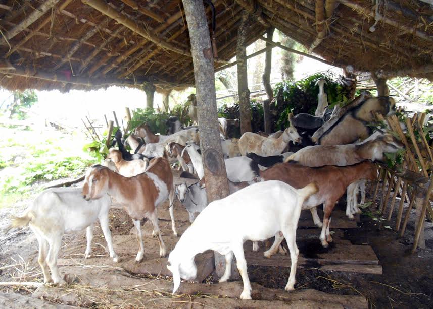 कैलाली र कञ्चनपुरमा पिपिआर रोग “बाख्राको हैजा” फैलिंदै
