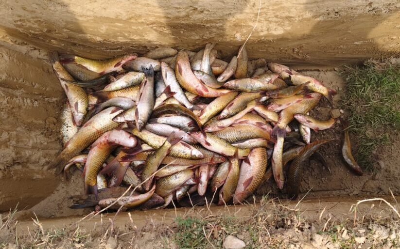 टीकापुरमा भारतबाट अवैध रूपमा ल्याइएको ठूलो परिमाणको माछा नष्ट